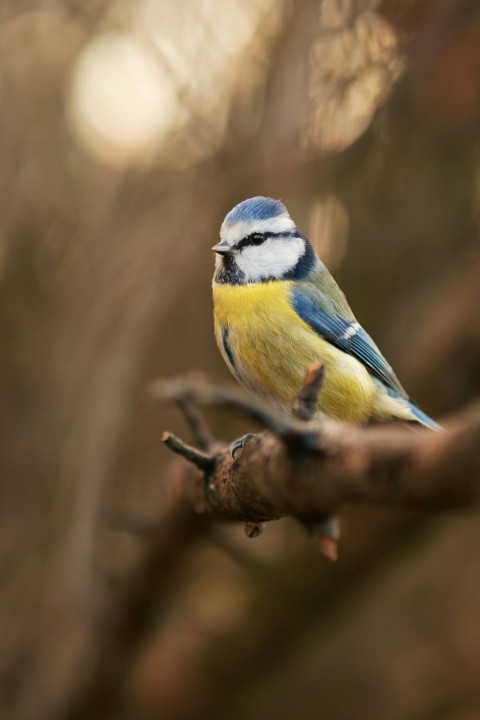 a blue and yellow bird sitting on a branch oQ8HX