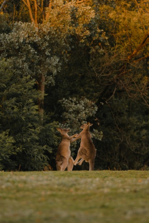 brown deer standing on green grass field during daytime U