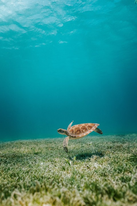 brown turtle in body of water