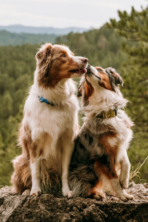 a couple of dogs sitting on top of a rock