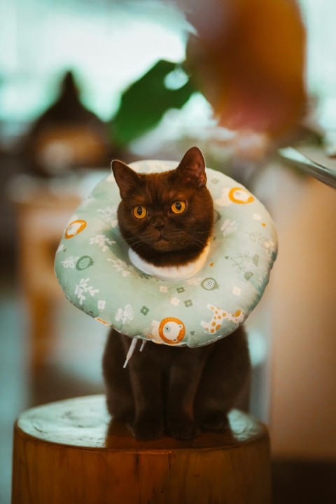 a cat wearing a hat