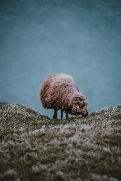 brown and white sheep standing on green grass field during daytime