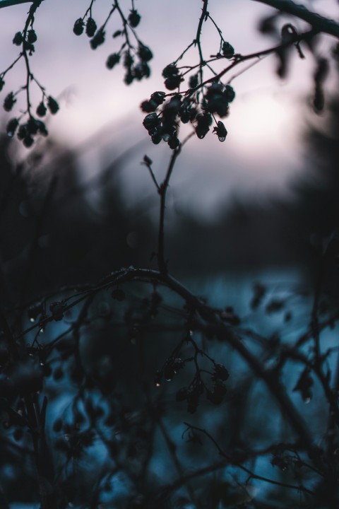 black and white photo of leaves