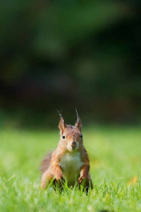 brown squirrel standing on the grass field AgatGy6B8