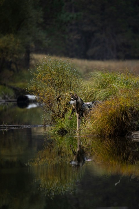 black and white bird on body of water during daytime