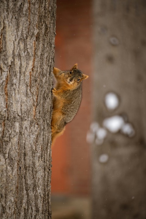 brown squirrel on brown tree trunk