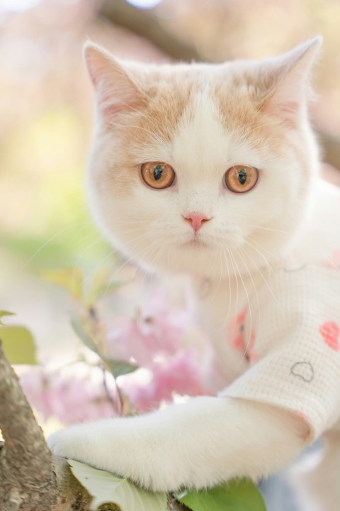 a white cat sitting on top of a tree branch