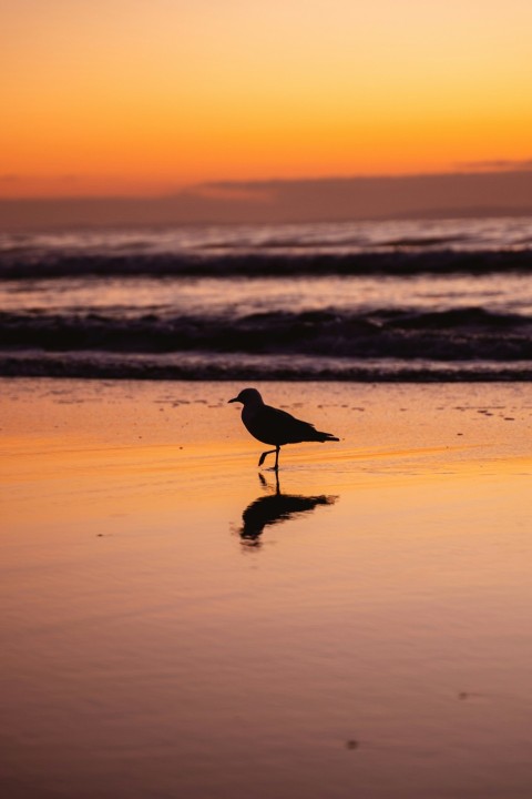 black bird on beach shore during daytime