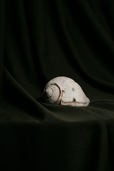 a white shell sitting on top of a black cloth