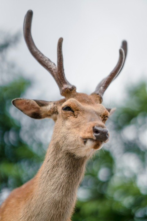 a close up of a deers head with trees in the background