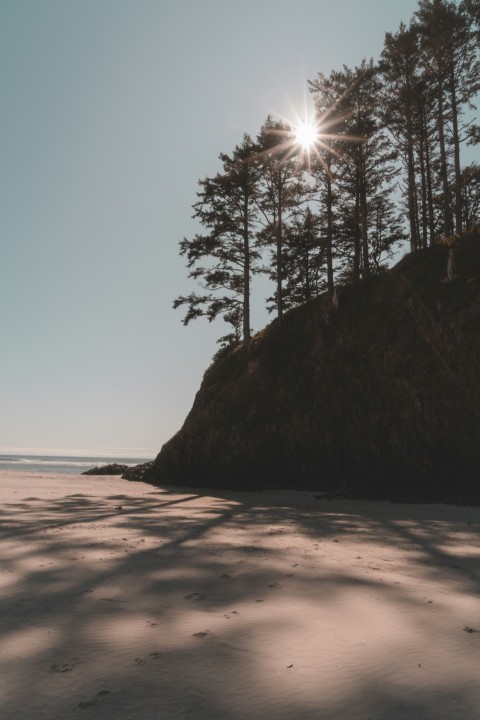 shadow of trees on shore during daytime