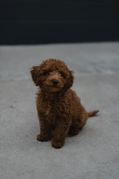 a small brown dog sitting on top of a cement floor