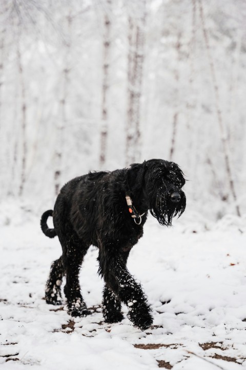 a black dog walking through a snow covered forest