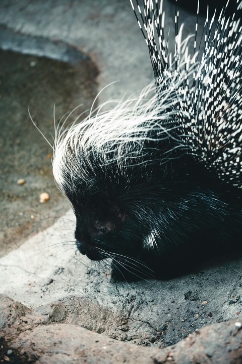 a porcupine is walking on a rock 4