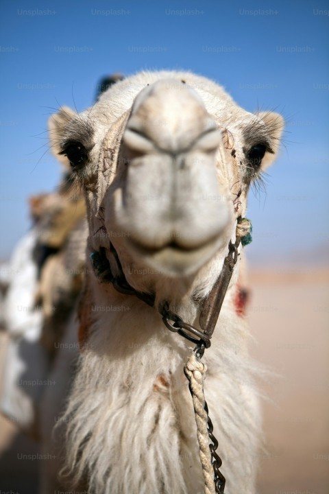 camel head with small depth of field aWhzx9qf