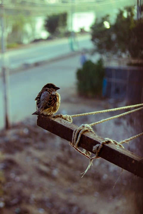 a small bird sitting on top of a wooden pole