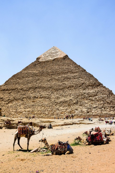 a camel is standing in front of a pyramid