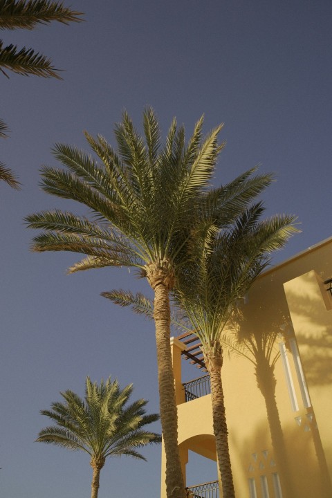 a couple of palm trees in front of a building