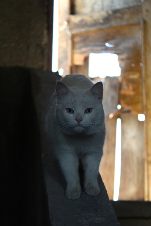 a white cat sitting on top of a stone wall DZIe