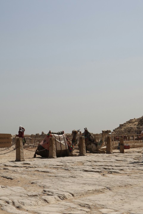 a group of camels sitting on top of a sandy field