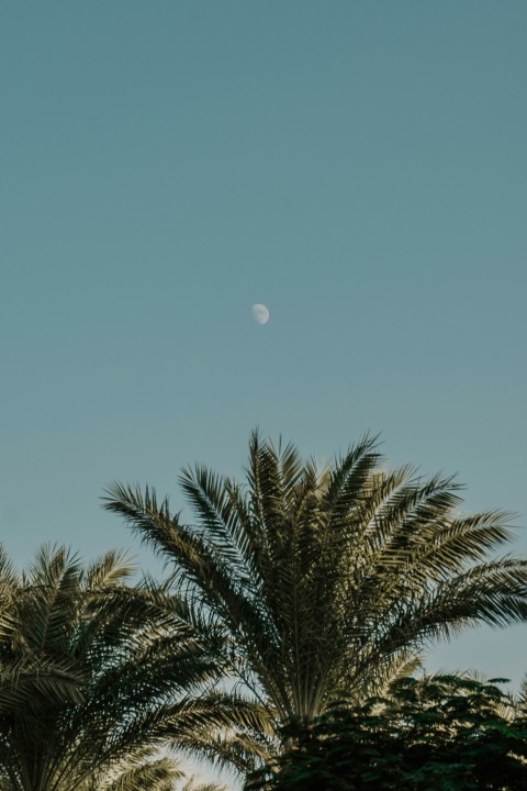 a palm tree with a half moon in the background