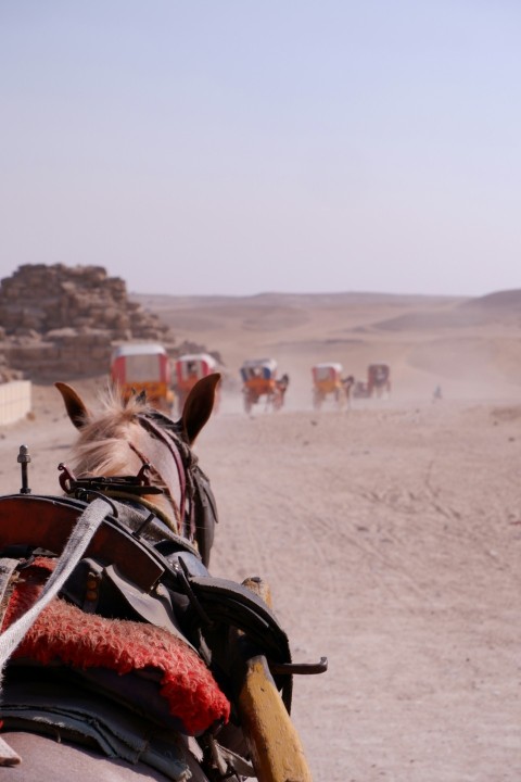 a horse that is standing in the dirt