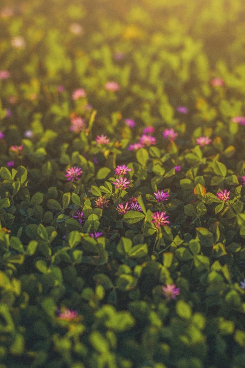 a field full of purple flowers and green leaves