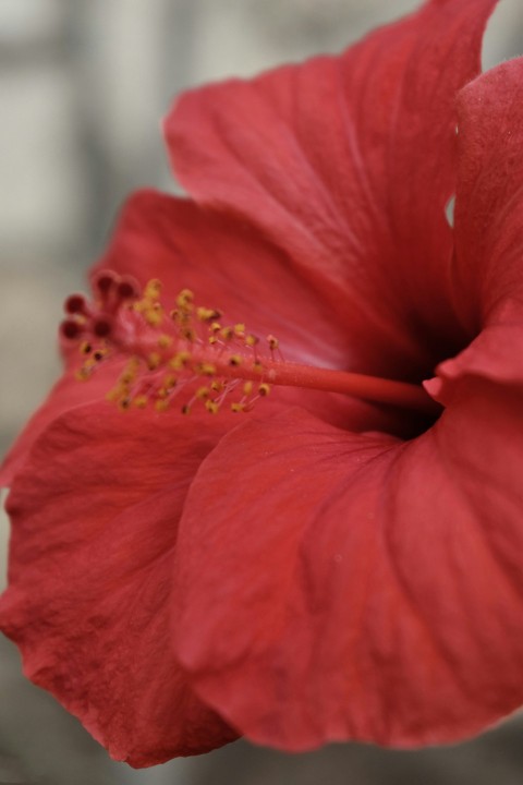 a close up of a flower