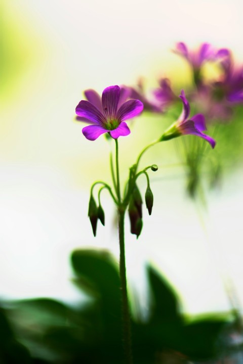 purple flower in tilt shift lens