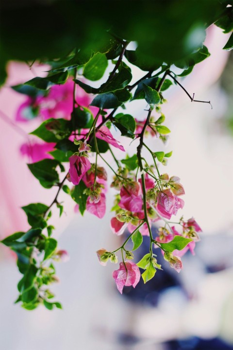 pink petaled flowers DTrNO