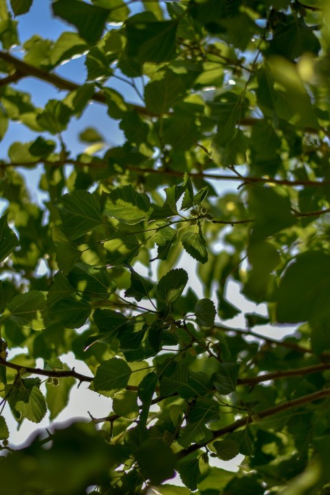 a bird sitting on a branch of a tree