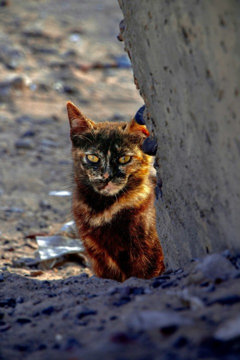 a cat that is standing next to a wall