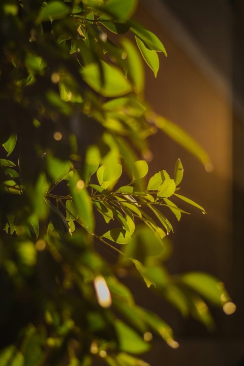 a close up of a plant