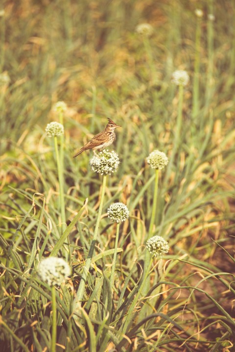 brown small beaked bird on green flower