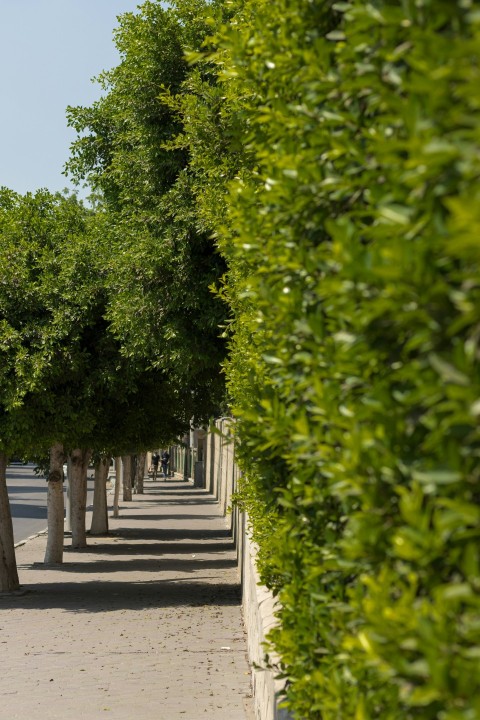 green trees on gray wooden pathway GI_Wh