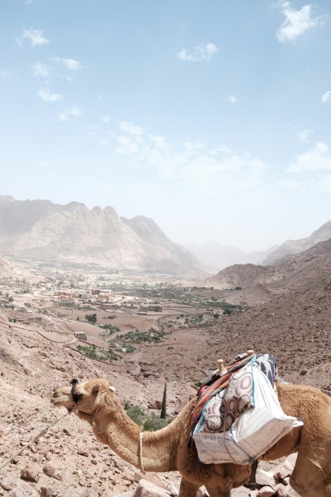 a camel with bags on its back