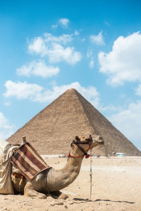 brown camel near pyramid under clear blue sky 69qT