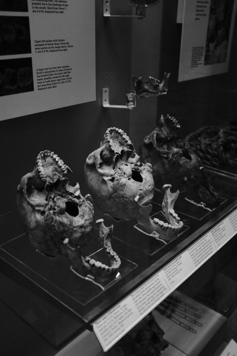 a group of skulls on display PZl46