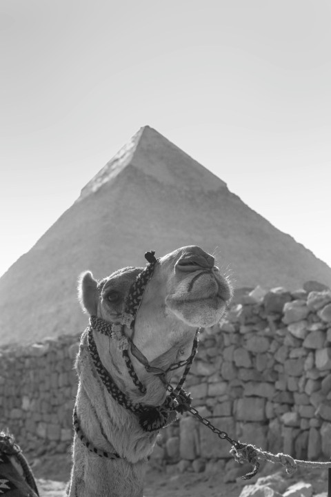 grayscale photo of camel in front of pyramid