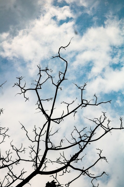 a tree with no leaves