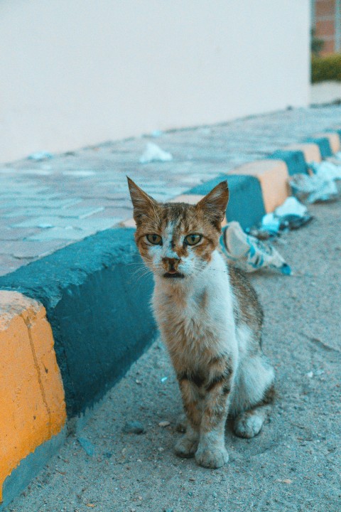 a cat sitting on the side of a road