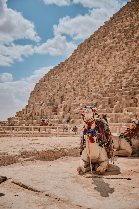 selective focus photography of camel