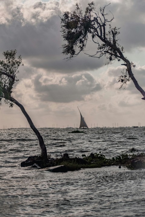 a sailboat is in the water near a tree