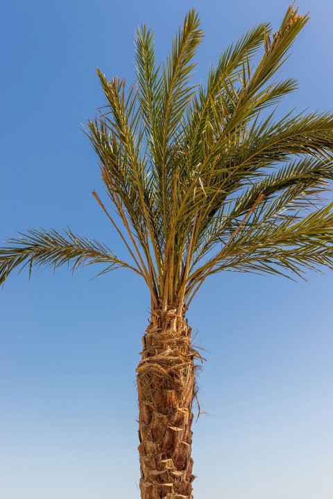 a palm tree with a blue sky in the background