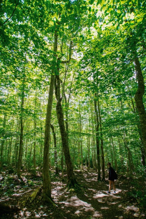 green leafed trees during daytime YS