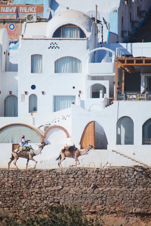 a couple of people riding on the backs of horses