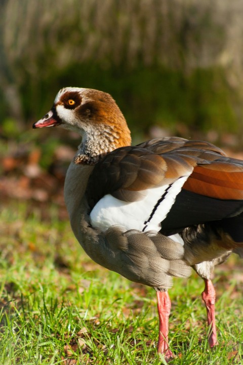 a close up of a bird on a field of grass