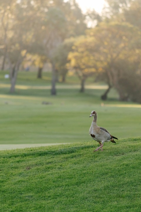 a duck walking across a lush green field 1hZ