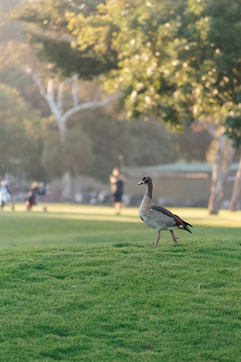 a duck walking across a lush green park