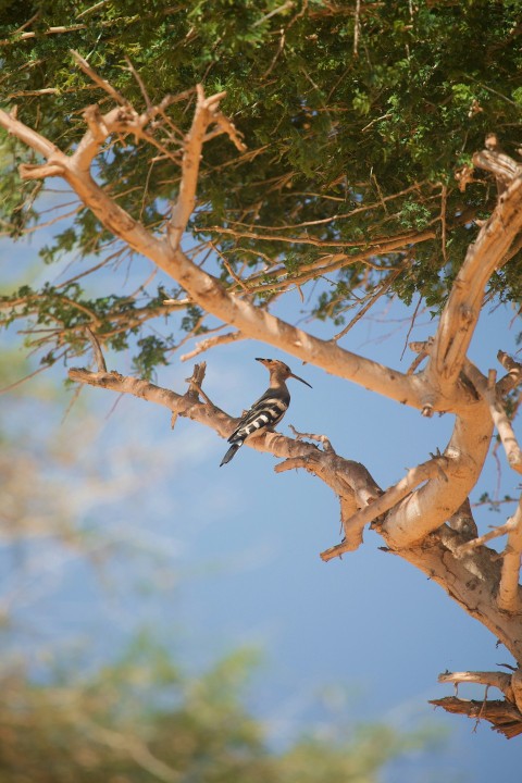 a bird is perched on a tree branch